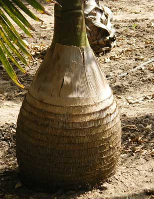 Palmiers bouteille