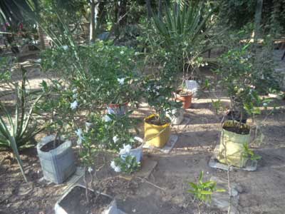 Gardénia