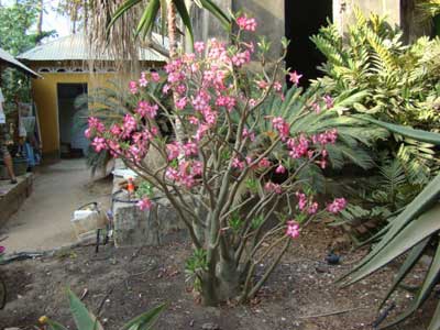 Rose du desert