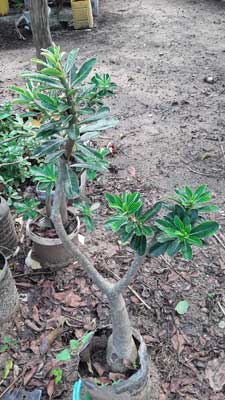 Rose du desert